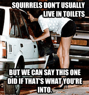 Squirrels don't usually live in toilets but we can say this one did if that's what you're into.  Karma Whore