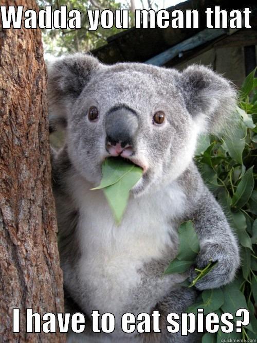 WADDA YOU MEAN THAT     I HAVE TO EAT SPIES? koala bear