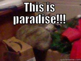 This is paradise!!!  - THIS IS PARADISE!!!  Misc