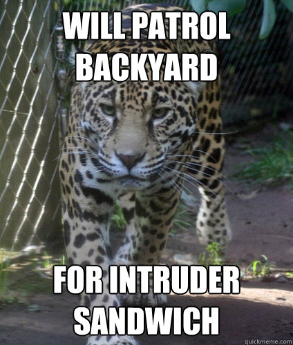 Will patrol backyard For intruder sandwich  