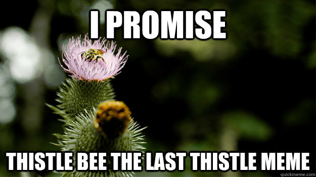 i promise thistle bee the last thistle meme  ThistleBee