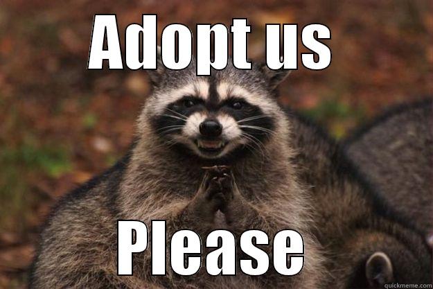 ADOPT US PLEASE Evil Plotting Raccoon