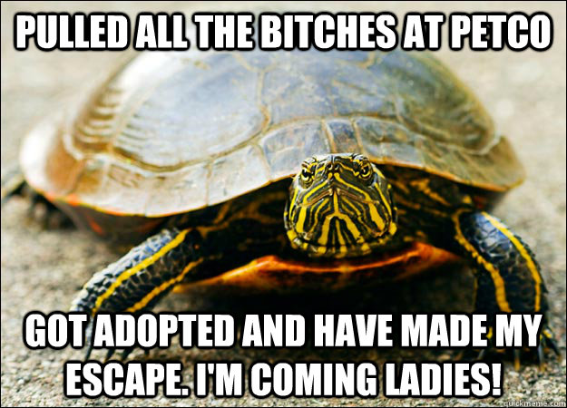 pulled all the bitches at petco got adopted and have made my escape. I'm coming ladies! - pulled all the bitches at petco got adopted and have made my escape. I'm coming ladies!  Pet Turtle