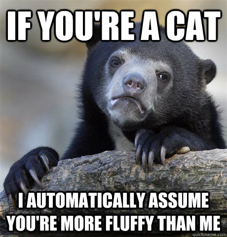 If you're a cat I automatically assume you're more fluffy than me - If you're a cat I automatically assume you're more fluffy than me  Confession Bear