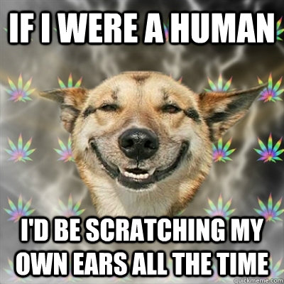 If I were a human I'd be scratching my own ears all the time  Stoner Dog