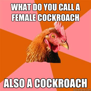 what do you call a female cockroach  also a cockroach   Anti-Joke Chicken