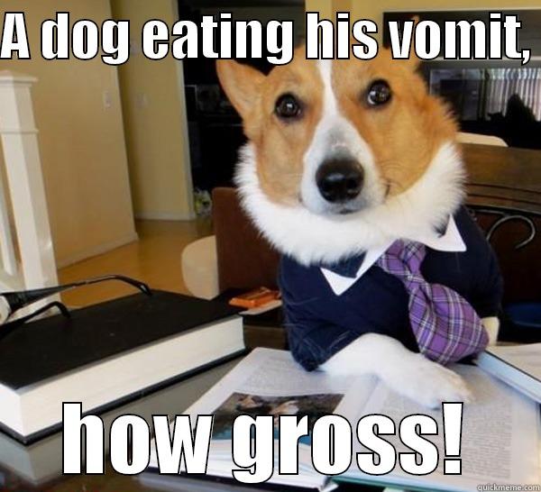 A DOG EATING HIS VOMIT,   HOW GROSS!  Lawyer Dog