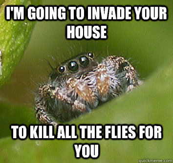 I'm going to invade your house To kill all the flies for you  Misunderstood Spider