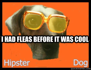 I had fleas before it was cool  Hipster Dog