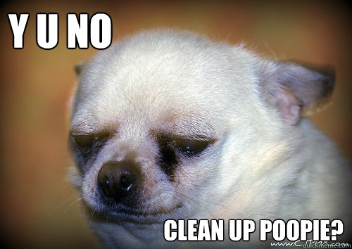 Y U NO clean up poopie?  Sad Chihuahua