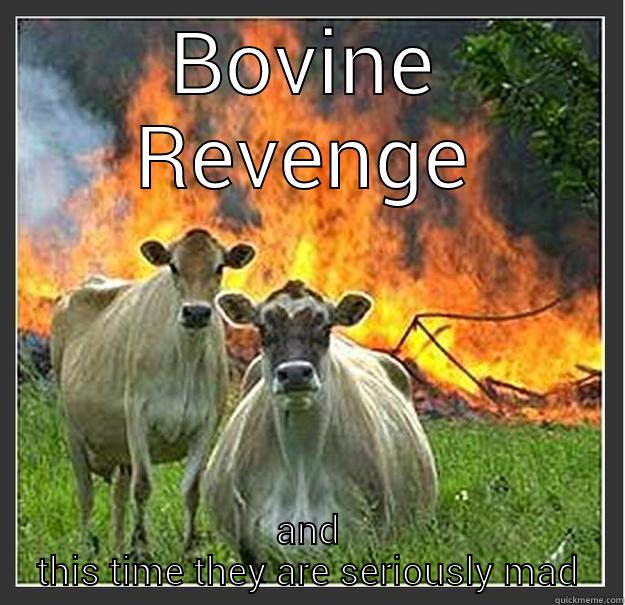 mad cows - BOVINE REVENGE AND THIS TIME THEY ARE SERIOUSLY MAD Evil cows