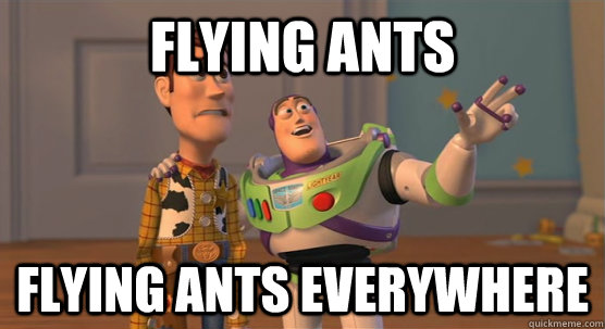 Flying Ants flying ants everywhere  Toy Story Everywhere