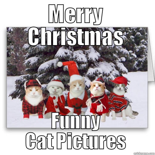 MERRY CHRISTMAS FUNNY CAT PICTURES Misc