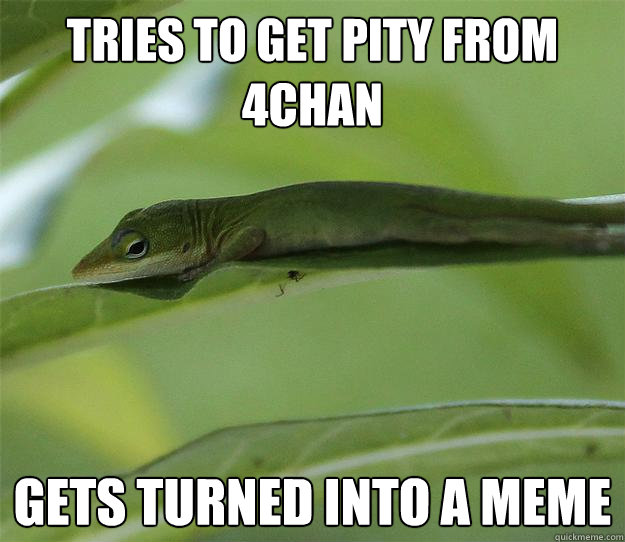 Tries to get pity from 4chan Gets turned into a meme  Depressed Lizard