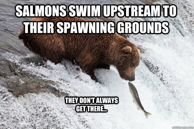 Salmons swim upstream to their spawning grounds they don't always get there... - Salmons swim upstream to their spawning grounds they don't always get there...  salmon