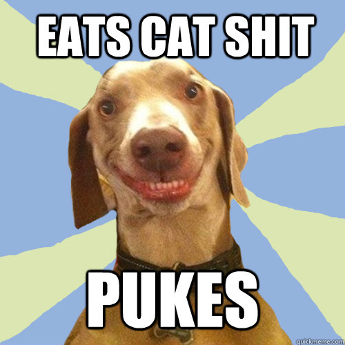 Eats cat shit pukes  Disgusting Doggy