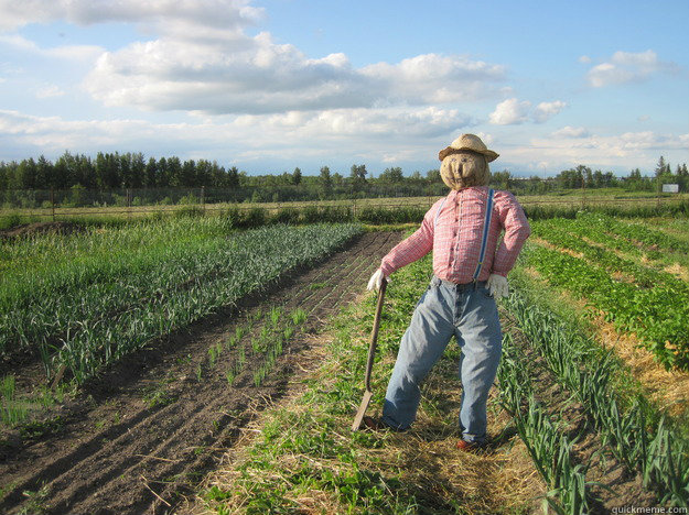    Scarecrow