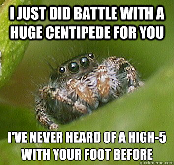 I Just did battle with a huge centipede for you I've never heard of a High-5
with your foot before  Misunderstood Spider