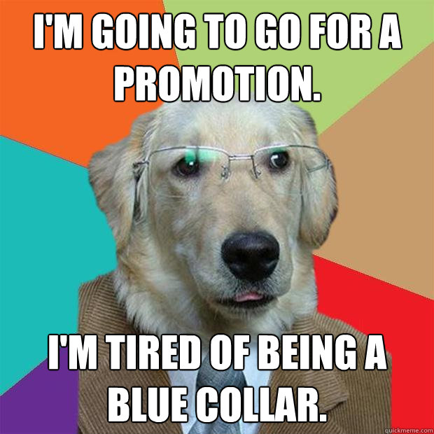 I'm going to go for a promotion. I'm tired of being a blue collar.  Business Dog