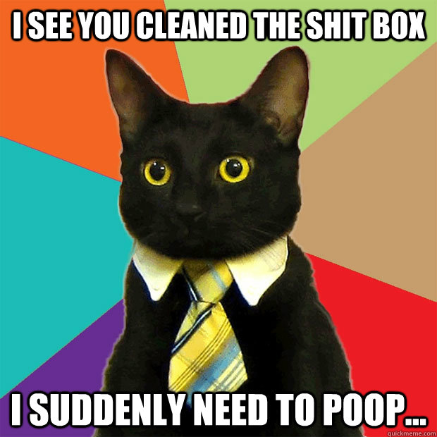 I See You Cleaned the Shit Box i Suddenly Need To Poop...  Business Cat