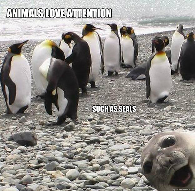 Animals love attention such as seals - Animals love attention such as seals  Overly Excited Seal