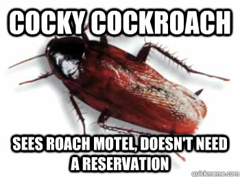 Cocky Cockroach Sees roach motel, doesn't need a reservation  Cocky Cockroach