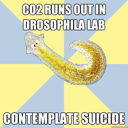 Co2 runs out in drosophila lab Contemplate suicide  Bio Major Planarian