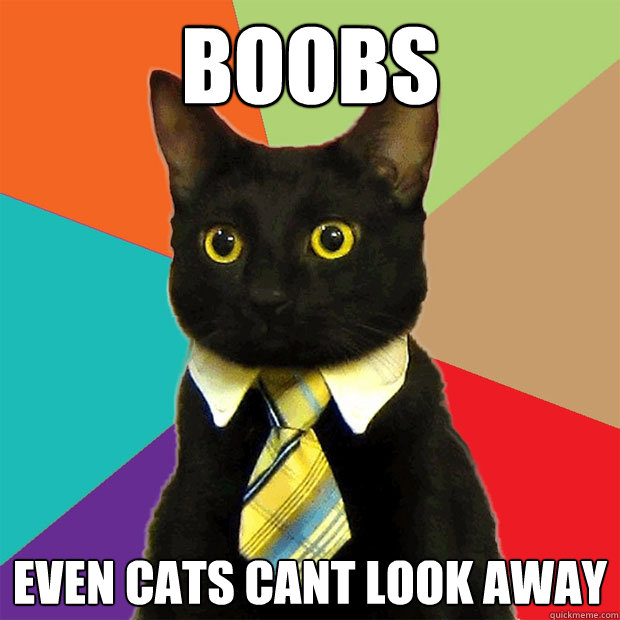 Boobs Even cats cant look away  Business Cat