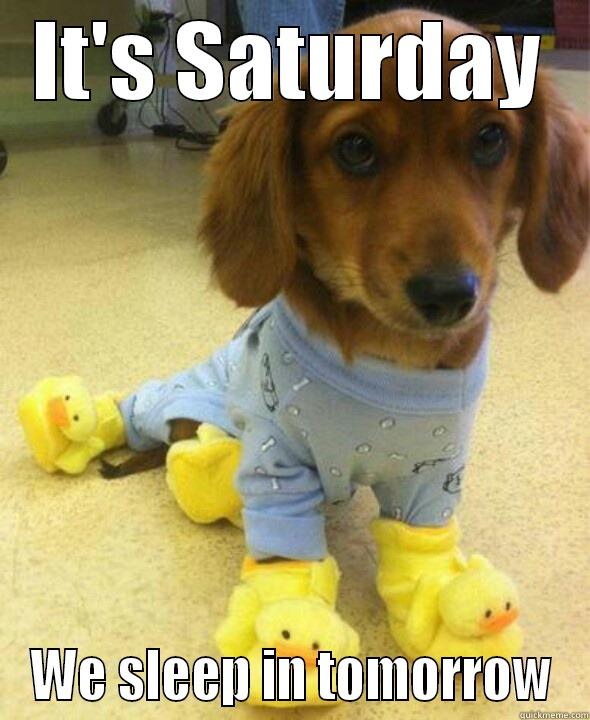 Saturday Dachshund - IT'S SATURDAY WE SLEEP IN TOMORROW Misc