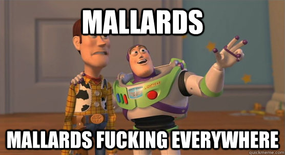 Mallards Mallards fucking everywhere  Toy Story Everywhere