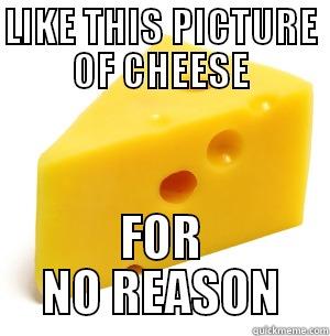 LIKE THIS PICTURE OF CHEESE FOR NO REASON Misc