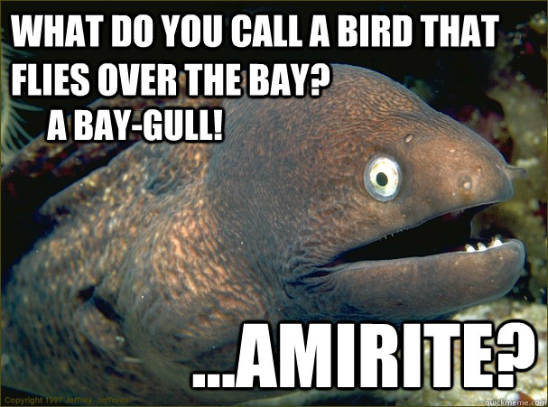 What do you call a bird that flies over the bay? ...AMIRITE? A BAY-gull!  Bad Joke Eel