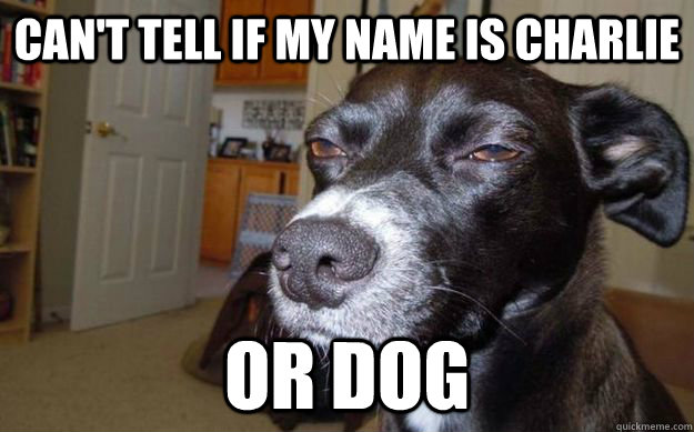 Can't tell if my name is charlie or dog  Skeptical Mutt