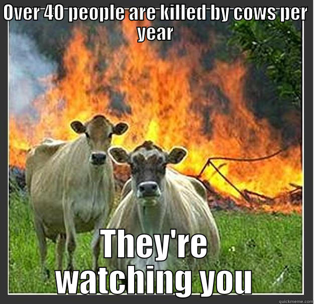 OVER 40 PEOPLE ARE KILLED BY COWS PER YEAR THEY'RE WATCHING YOU Evil cows