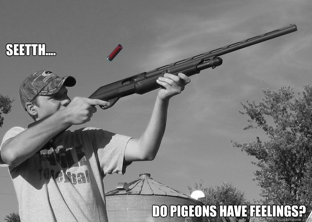 Seetth.... Do PIGEONS HAve FEELINGS?  Pigeons