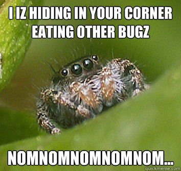 i iz hiding in your corner eating other bugz nomnomnomnomnom...  Misunderstood Spider