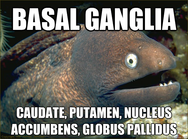 BASAL GANGLIA Caudate, Putamen, Nucleus Accumbens, Globus Pallidus  Substantia Nigra & Subthalamic Nucleus
 - BASAL GANGLIA Caudate, Putamen, Nucleus Accumbens, Globus Pallidus  Substantia Nigra & Subthalamic Nucleus
  Bad Joke Eel