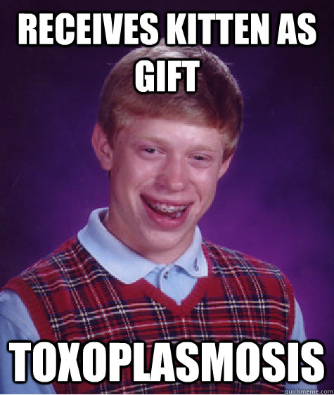 Receives kitten as gift toxoplasmosis  Bad Luck Brian