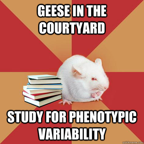 Geese in the courtyard study for phenotypic variability  Science Major Mouse