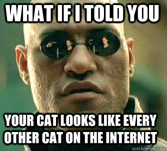 what if i told you your cat looks like every other cat on the internet  Matrix Morpheus