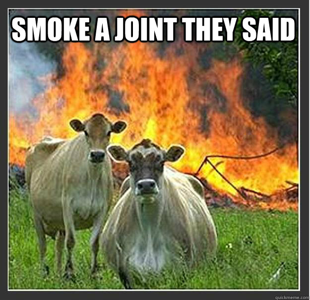 Smoke a joint they said   Evil cows