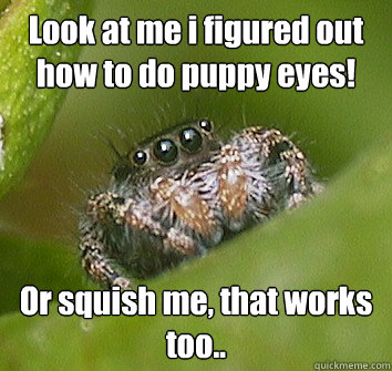 Look at me i figured out how to do puppy eyes! Or squish me, that works too..  Misunderstood Spider