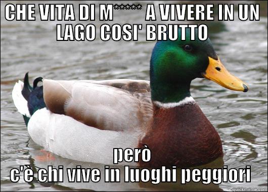 CHE VITA DI M***** A VIVERE IN UN LAGO COSI' BRUTTO PERÒ C'È CHI VIVE IN LUOGHI PEGGIORI  Actual Advice Mallard