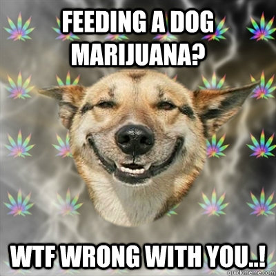 feeding a dog marijuana?  WTF wrong with you..!  Stoner Dog