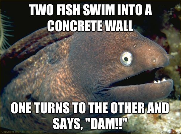 Two fish swim into a concrete wall One turns to the other and says, 