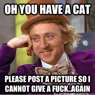 oh you have a cat please post a picture so i cannot give a fuck..again  Condescending Wonka