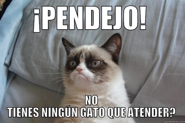 Dissapointed cat - ¡PENDEJO! NO TIENES NINGÚN GATO QUE ATENDER? Grumpy Cat