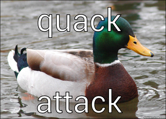 QUACK ATTACK Actual Advice Mallard