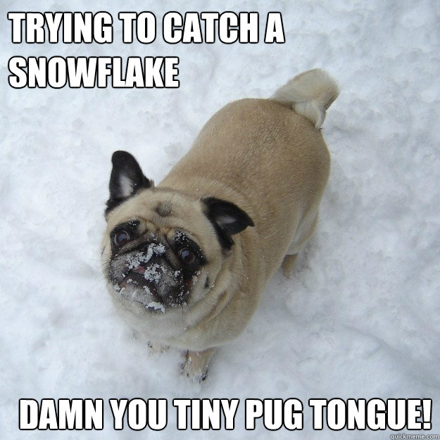 TRYING TO CATCH A SNOWFLAKE DAMN YOU TINY PUG TONGUE! - TRYING TO CATCH A SNOWFLAKE DAMN YOU TINY PUG TONGUE!  Pug Catching Snow Flakes