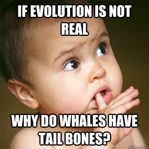 If evolution is not real why do whales have tail bones? - If evolution is not real why do whales have tail bones?  Not so baby thoughts